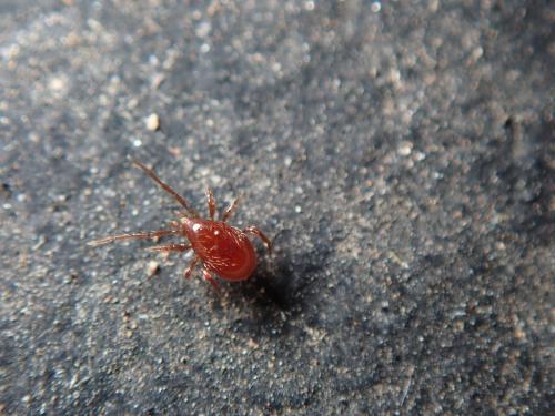 Pergamasus sp.